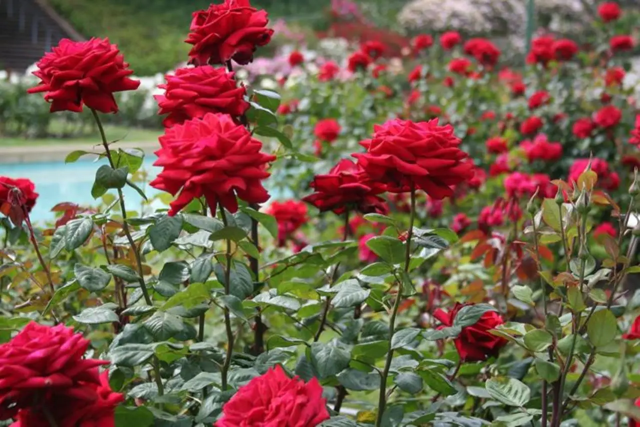 Insetto che si nutre delle foglie delle rose: ecco chi è il colpevole che rovina il tuo giardino