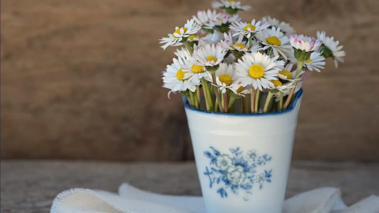 Attenzione: ecco come curare la margherita in vaso per averla sempre fiorita