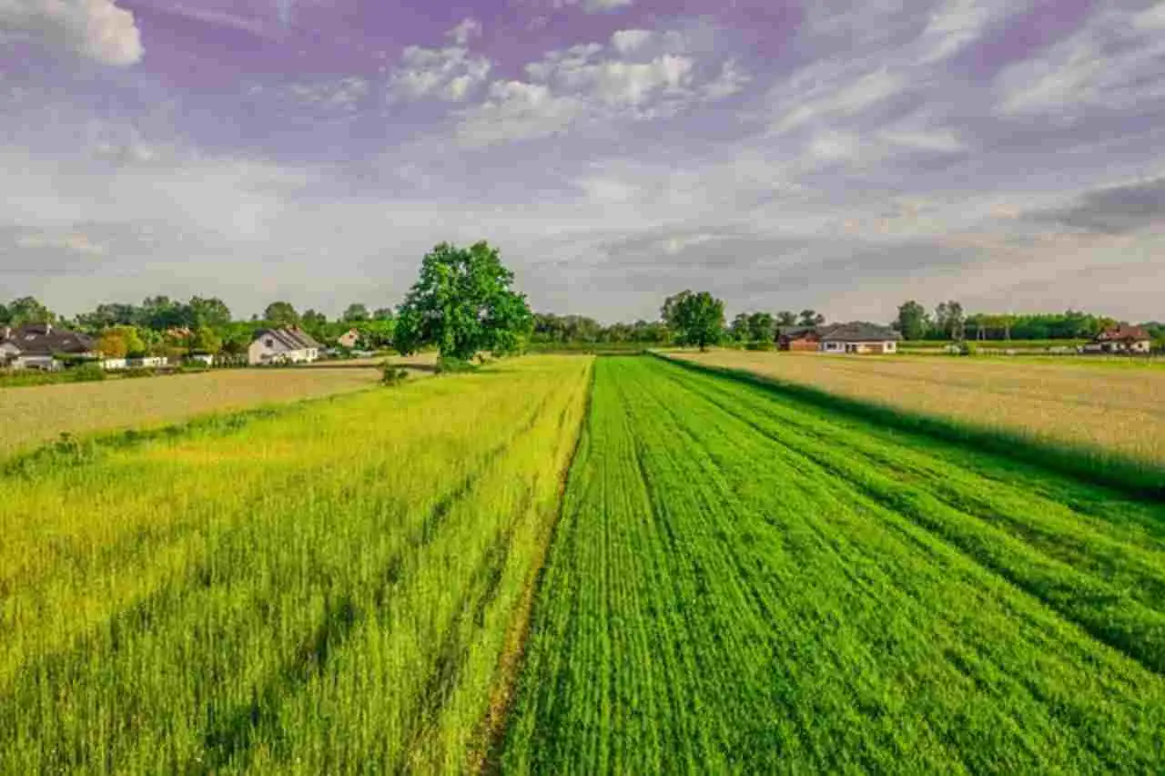 Hai sempre ignorato le regole per affittare un terreno agricolo: ecco la sorpresa nascosta nel Codice Civile