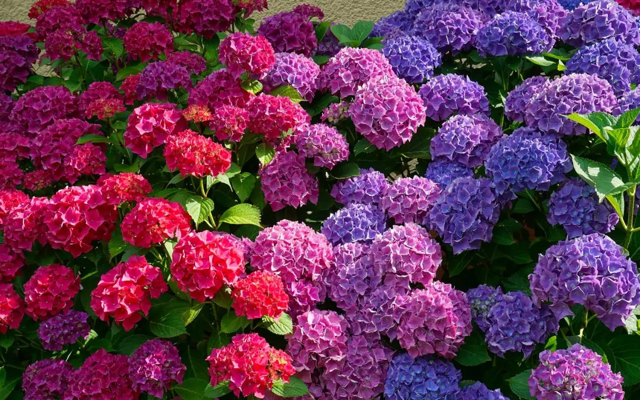 Come innaffiare le ortensie in estate: il trucco per fioriture rigogliose