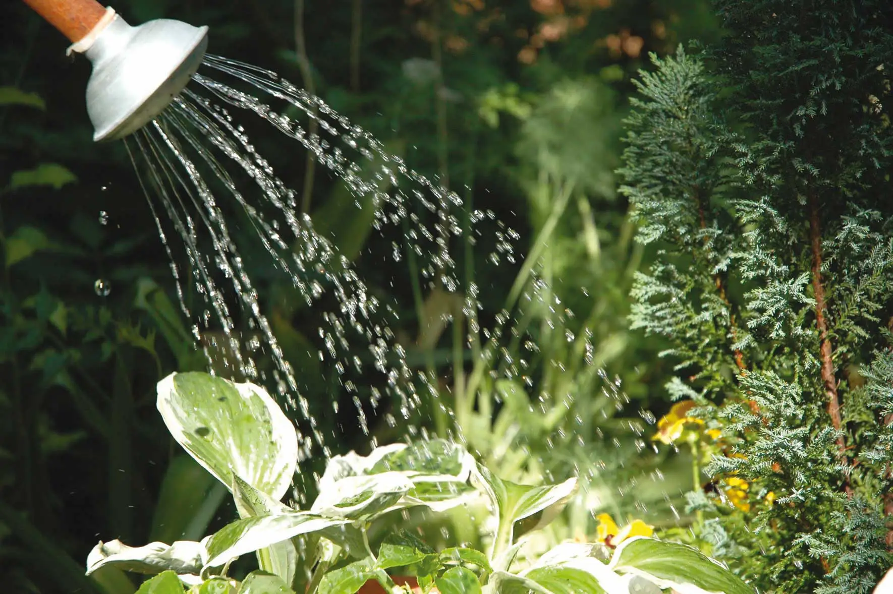 Il segreto per capire quando è il momento perfetto di innaffiare le tue piante